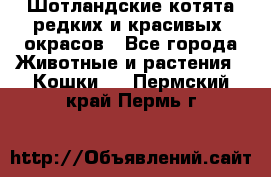 Шотландские котята редких и красивых  окрасов - Все города Животные и растения » Кошки   . Пермский край,Пермь г.